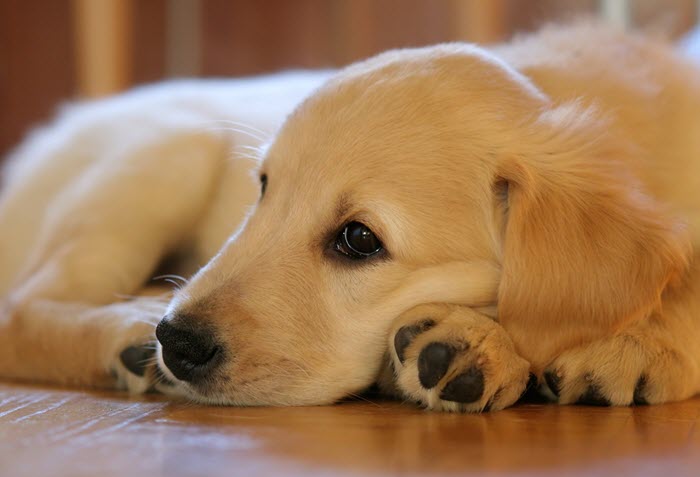 Golden Retriever Crate Safety Tips