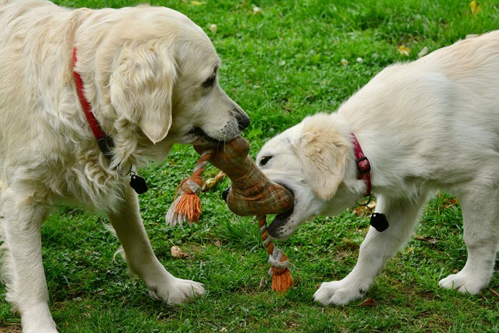 Golden Retriever Crates