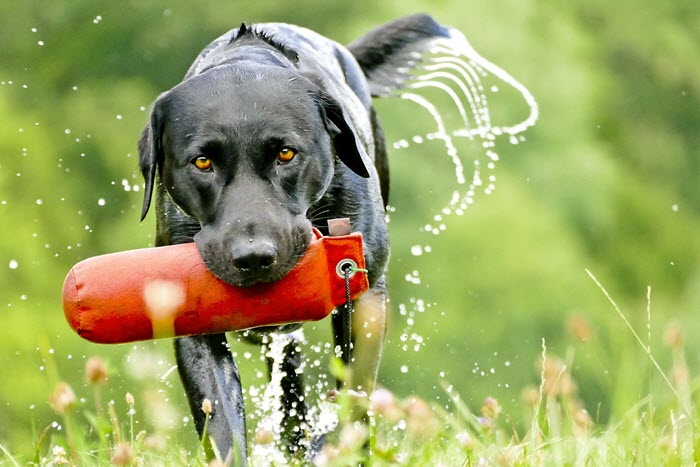 History and Origins of the Labrador Retriever 2