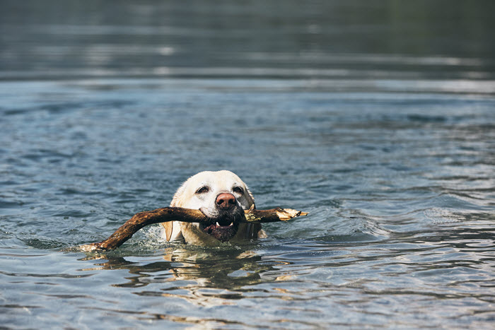 How to Train a Labrador Retriever: The Ultimate Guide for Lab Lovers