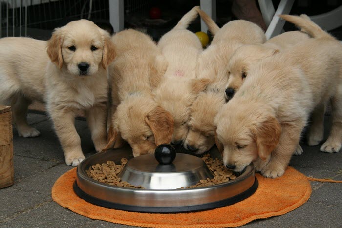 Best Food and Nutrition for Your Golden Retriever