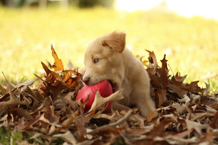 What to Do When Your Golden Retriever Hates Their Crate