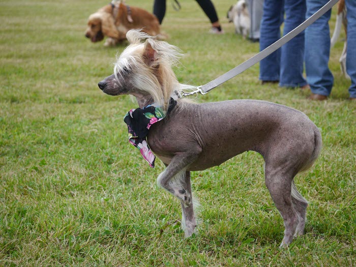 Chinese Crested Hairless Dog