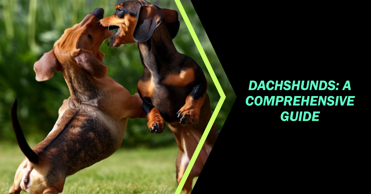 Dachshunds A Comprehensive Guide