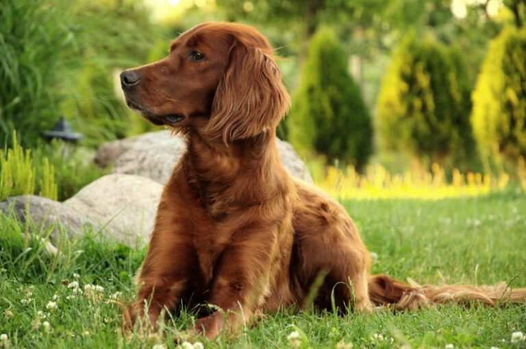 Irish Setters