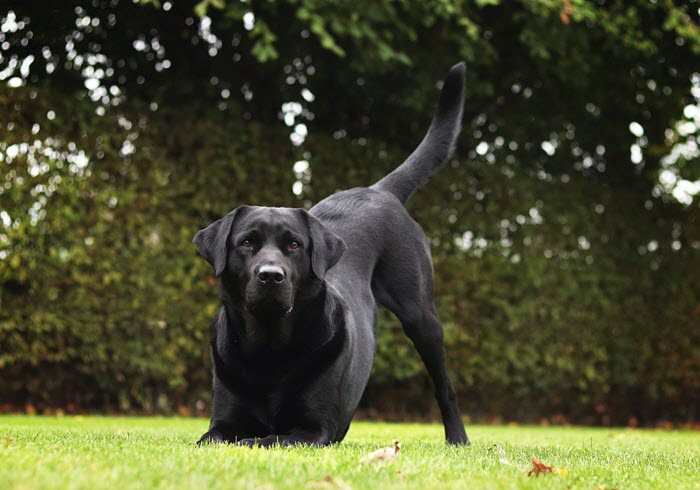 Labrador Retriever and Your Mental Health