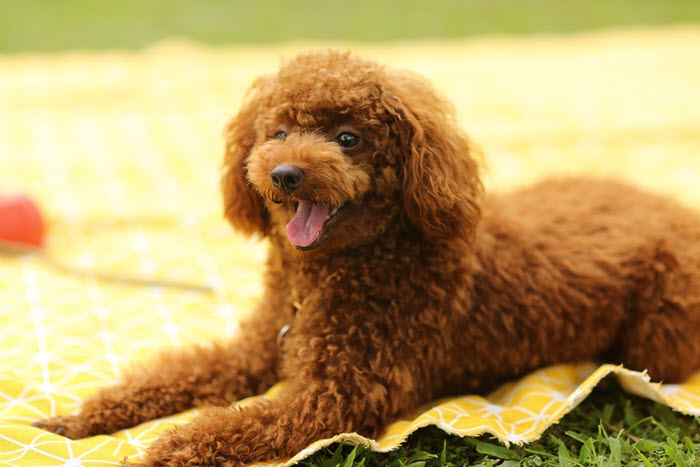 are poodles prone to seizures