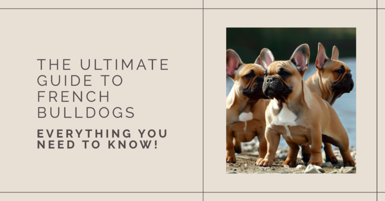 The Ultimate Guide to French Bulldogs