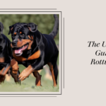 The Ultimate Guide to Rottweilers