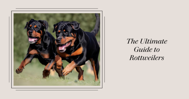 The Ultimate Guide to Rottweilers