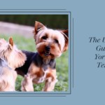 The Ultimate Guide to Yorkshire Terriers