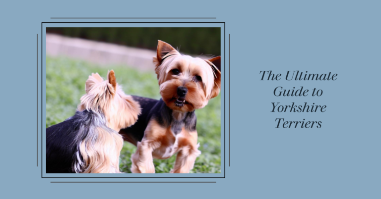 The Ultimate Guide to Yorkshire Terriers