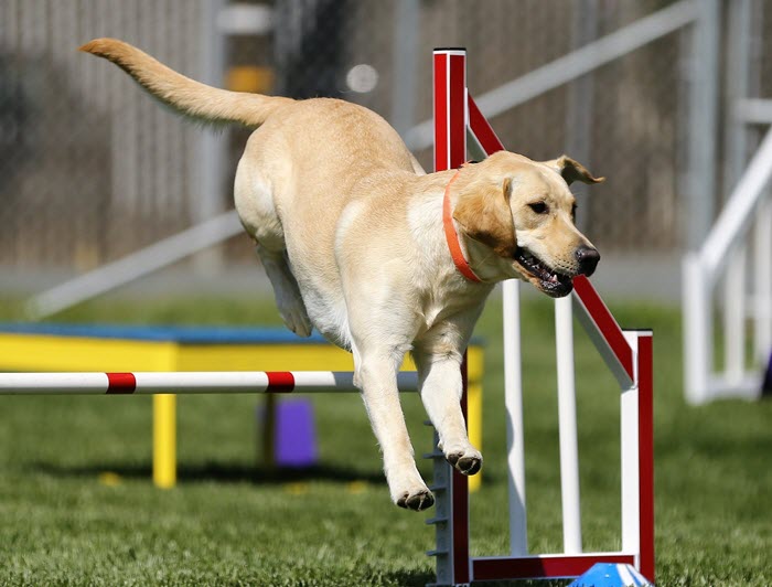 labrador-retriever-behavior