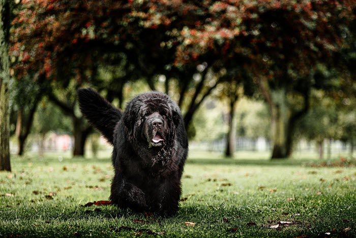 newfoundland dog guide