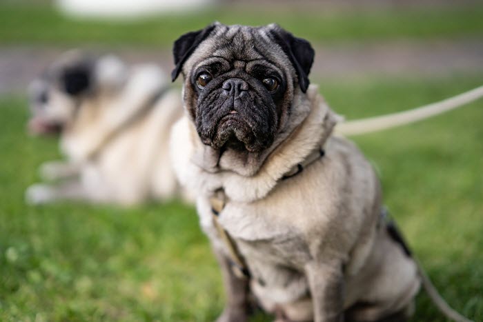 The Ultimate Guide to Pugs: Everything You Need to Know About This ...