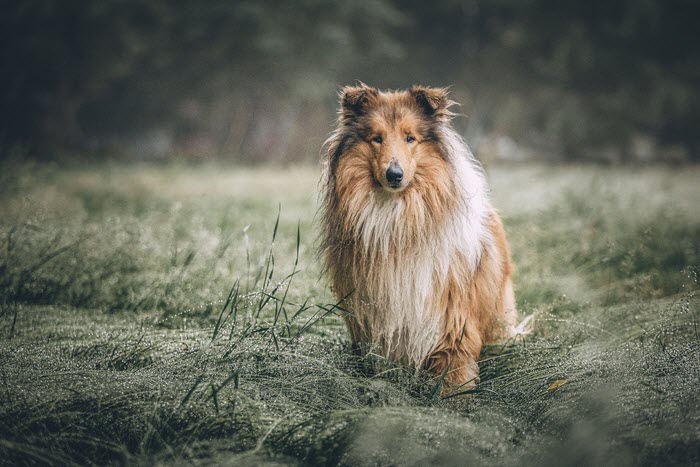 rough collie