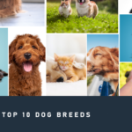 Top-10-most-popular-dog-breeds-in-the-US-in-2024