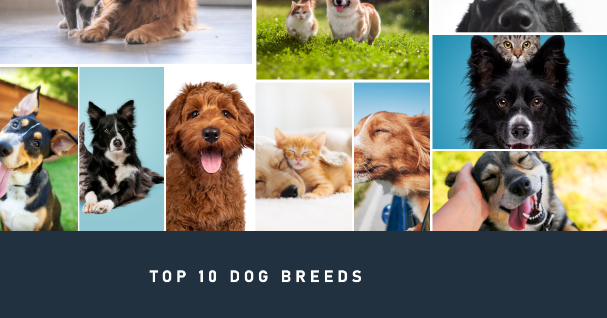 Top-10-most-popular-dog-breeds-in-the-US-in-2024